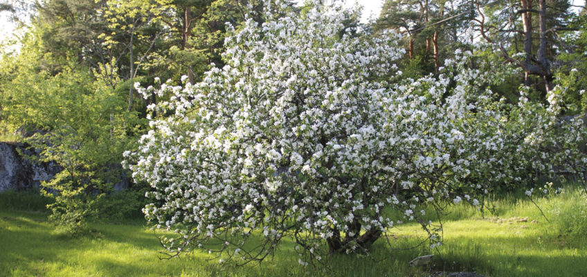 Segeln Schärengarten - Grinda Wärdshus Garten